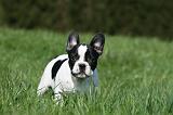 BOULEDOGUE FRANCAIS 998